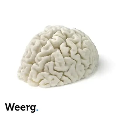 3D-printed anatomical brain model